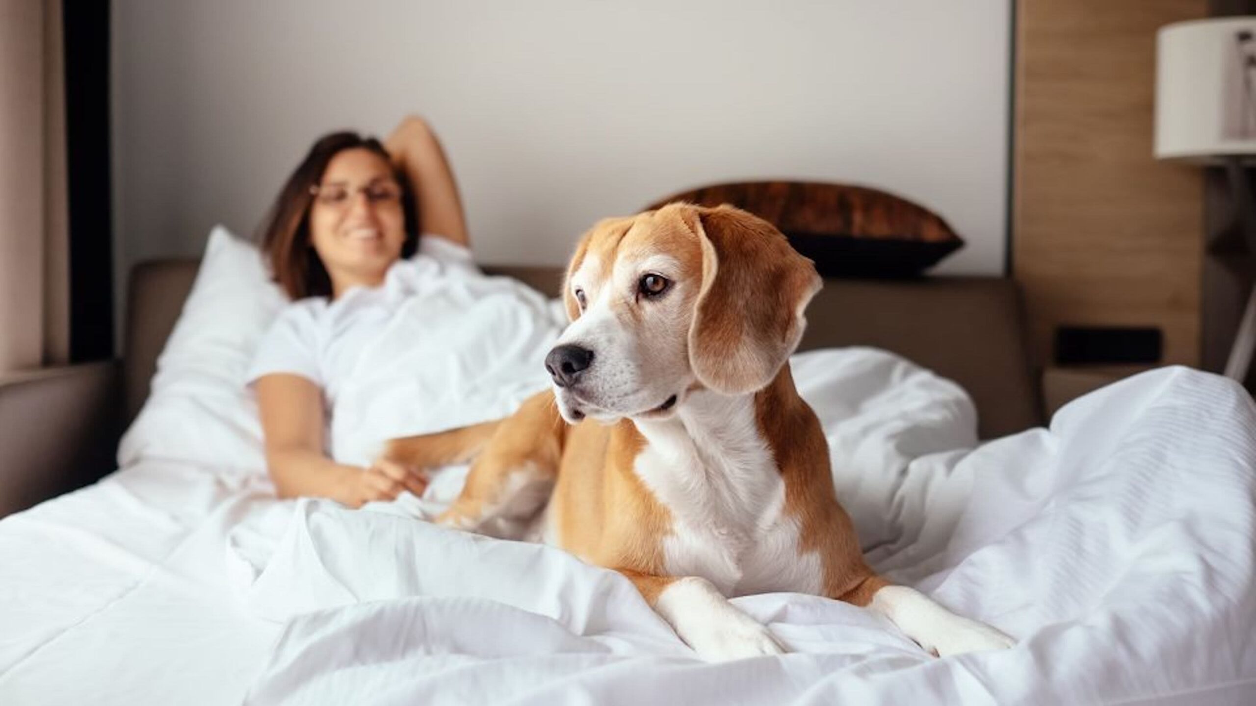 Uncovering the Best Cheap Pet-Friendly Hotels Near You