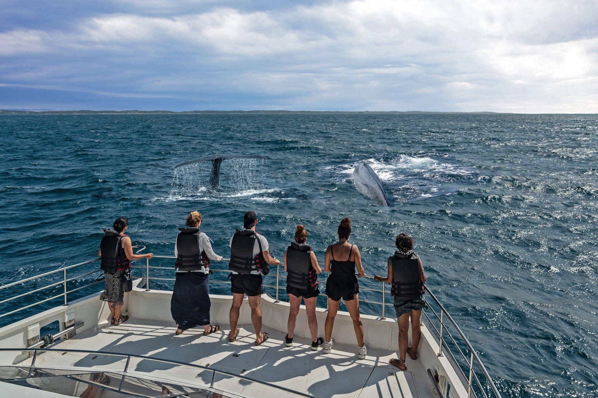 Best Whale Watching Spots Around the World
