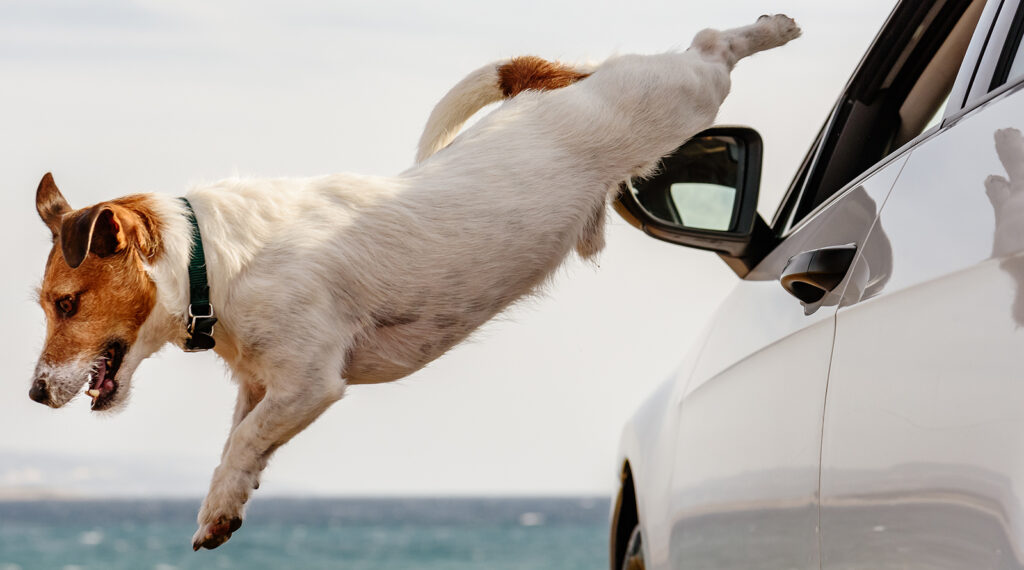 Tips To Plan Pet-friendly Destin Adventure