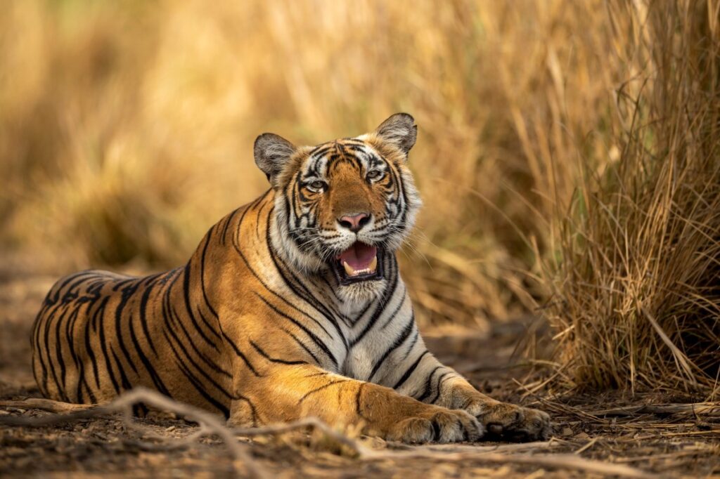 Top 10 Tiger Reserves for an Unforgettable Tiger Safari in India